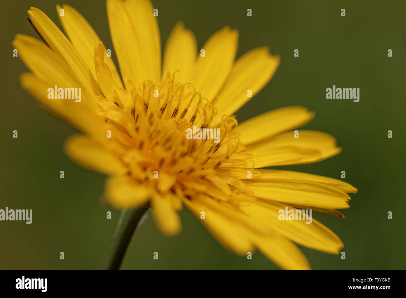 Schöne Makrofoto des gelben Wildblumen Stockfoto
