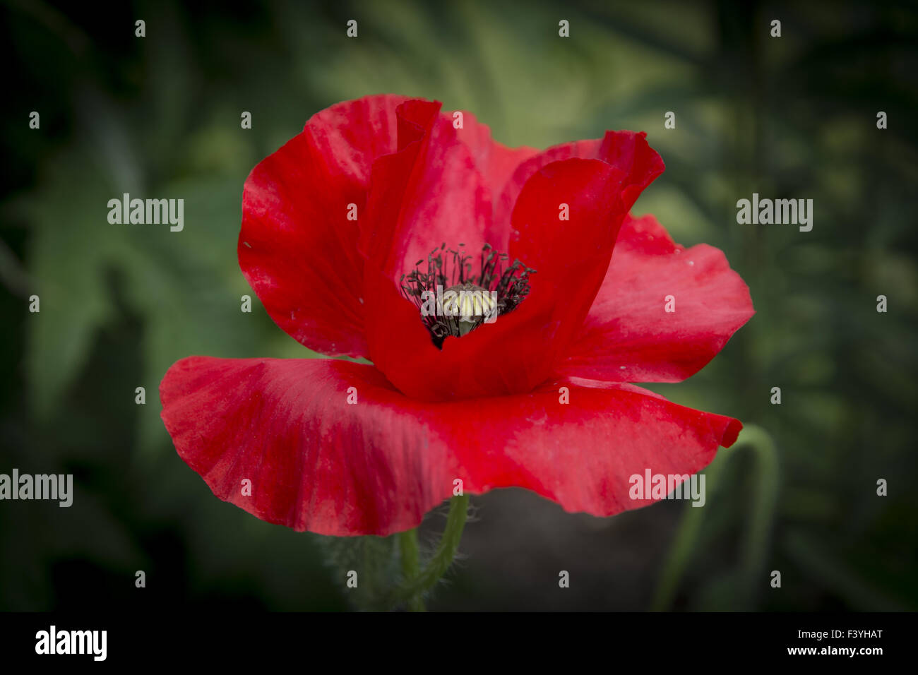 Red Poppy mit schwarzem Stempel Stockfoto