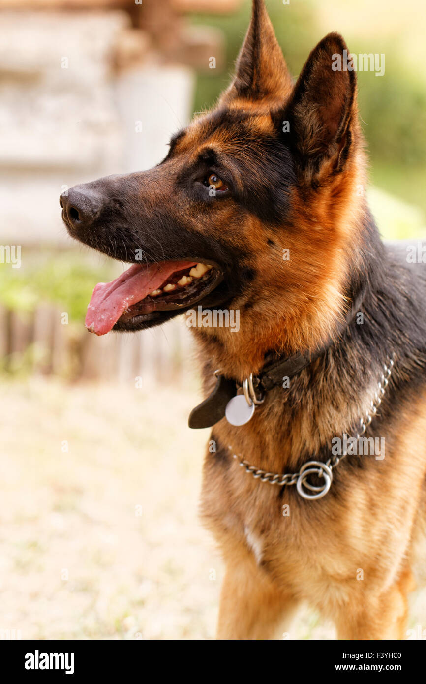 Foto von einem freundlichen Deutscher Schäferhund Stockfoto