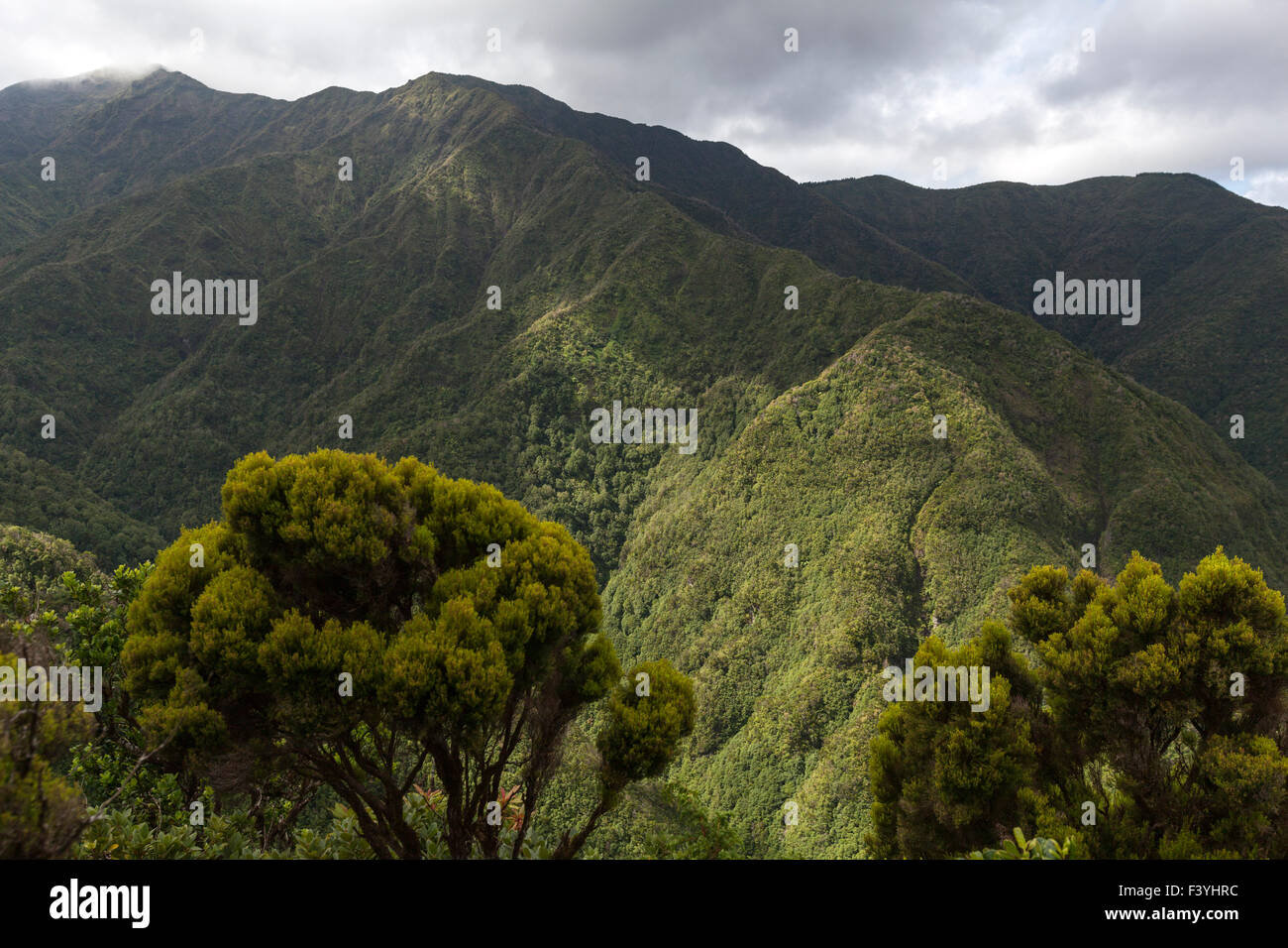 Dichten Wald in Sierra Troqueira, Sao Miguel, Azoren Stockfoto