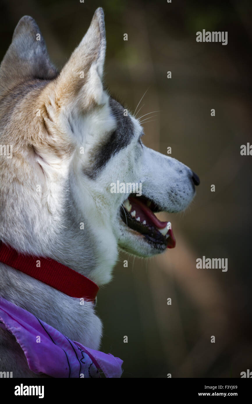 Husky Mix Stockfoto
