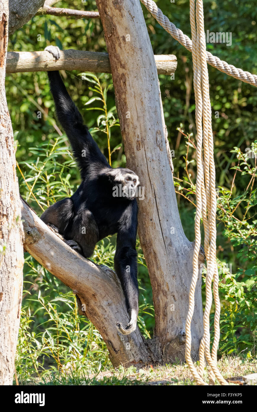 Der pileierte Gibbon, Hylobates pileatus im Zoo von Plock, Polen Stockfoto