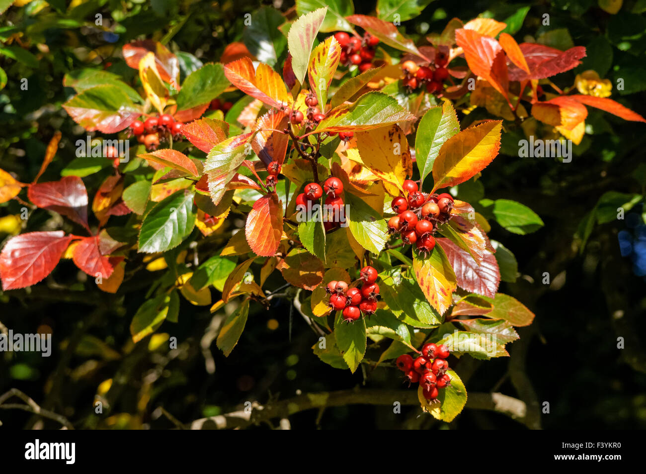 Rote Beeren oder Pomes auf dem firethorn-Strauch Stockfoto