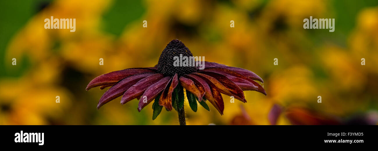 Makro-Fotografie Stockfoto