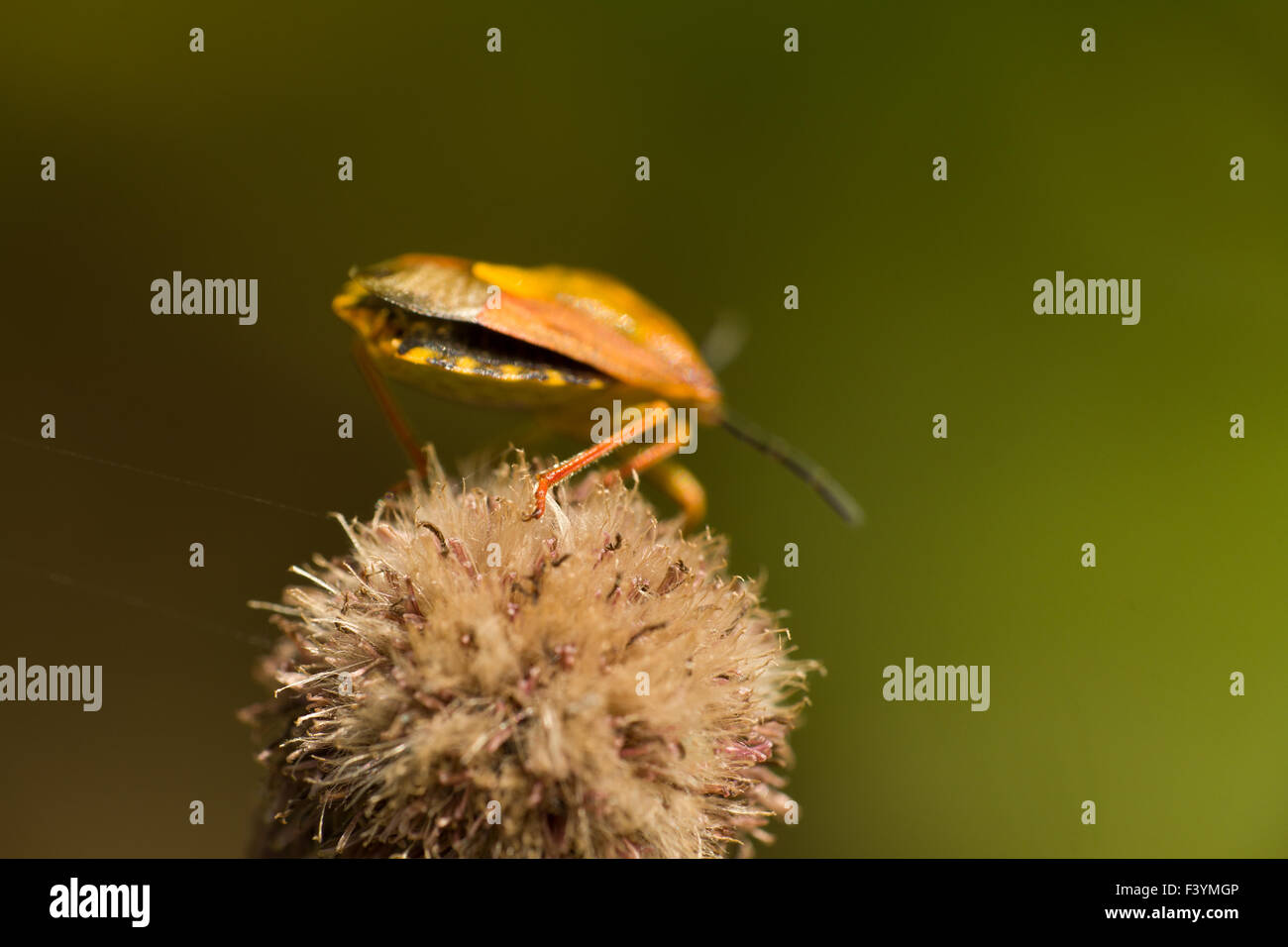 Blume-Bug auf einer flauschigen Pflanze Stockfoto