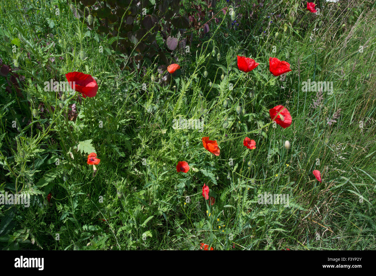 Wildblumen-Mohn Stockfoto