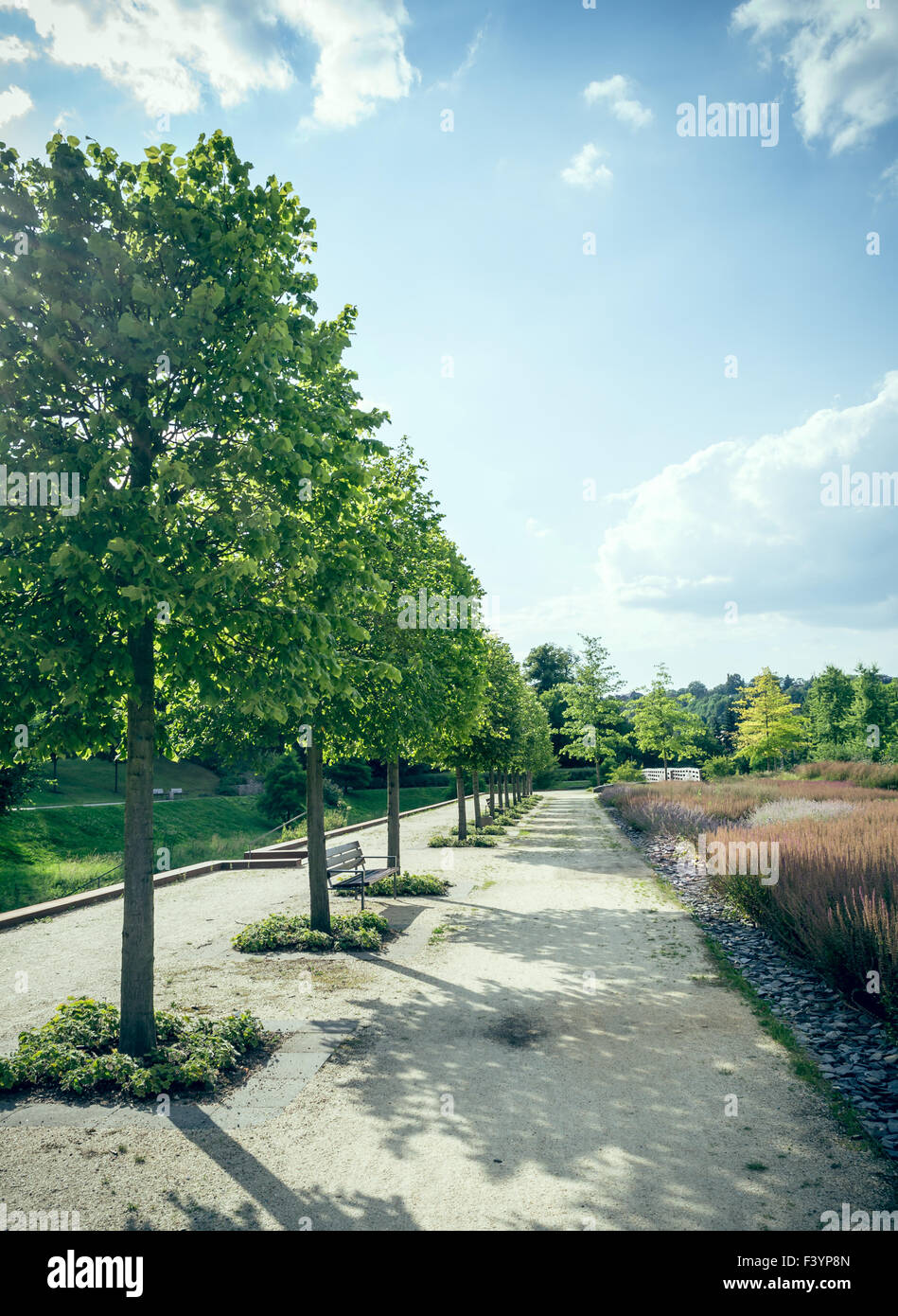Allee Der Bäume Des Jahres Allee deciduous trees -Fotos und -Bildmaterial in hoher Auflösung – Alamy