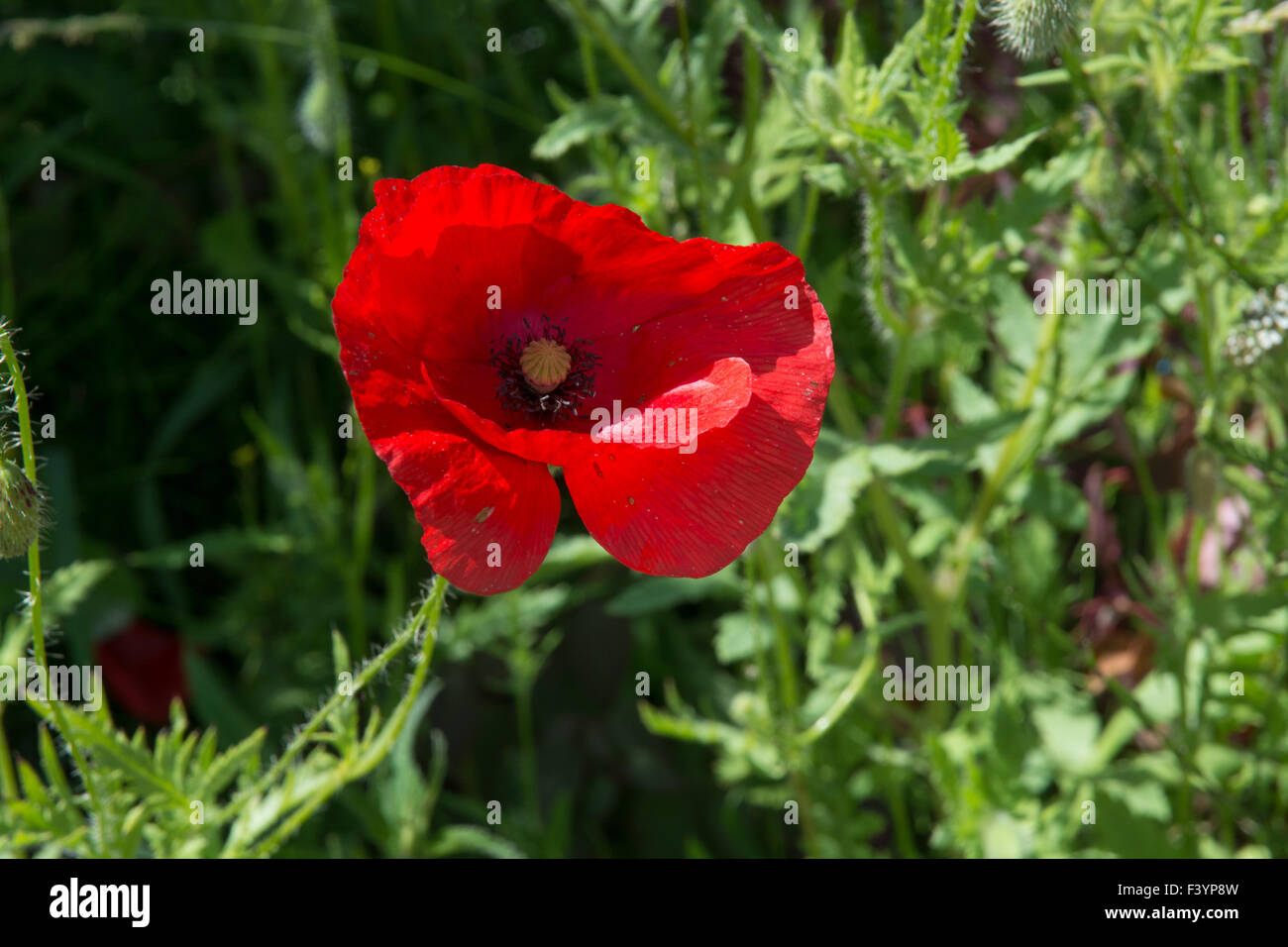 Mohn Rot Wildblumen Stockfoto