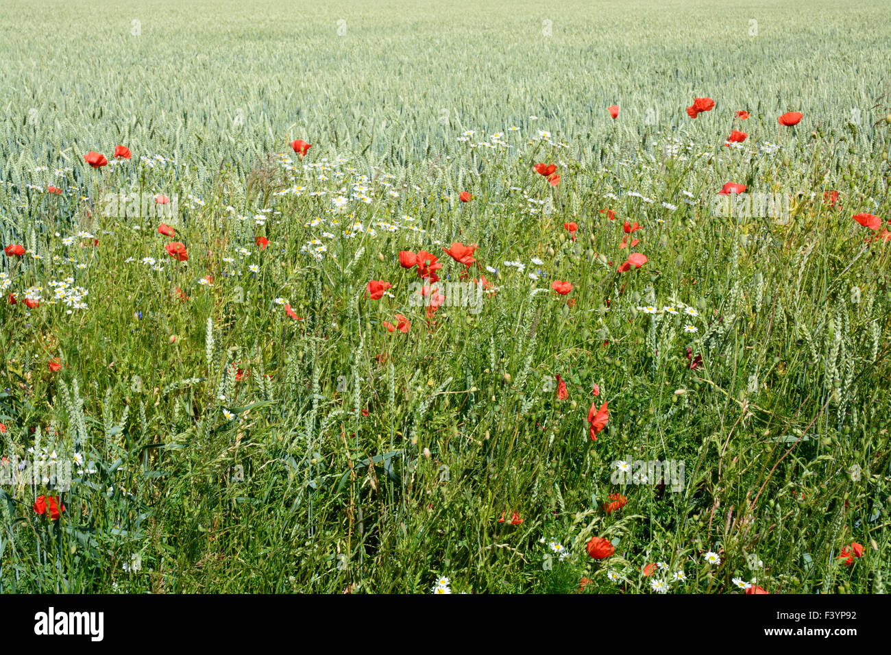 Hafer-Feld mit wilden roten Mohnblumen Stockfoto