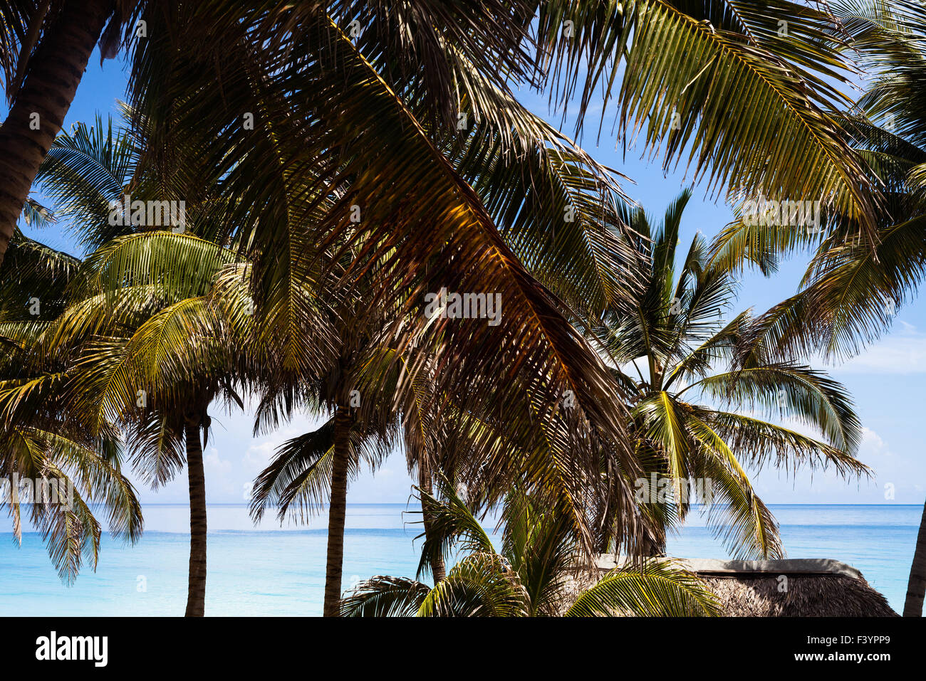 Karibik Kuba Palm Beach Hütte 2 Stockfoto