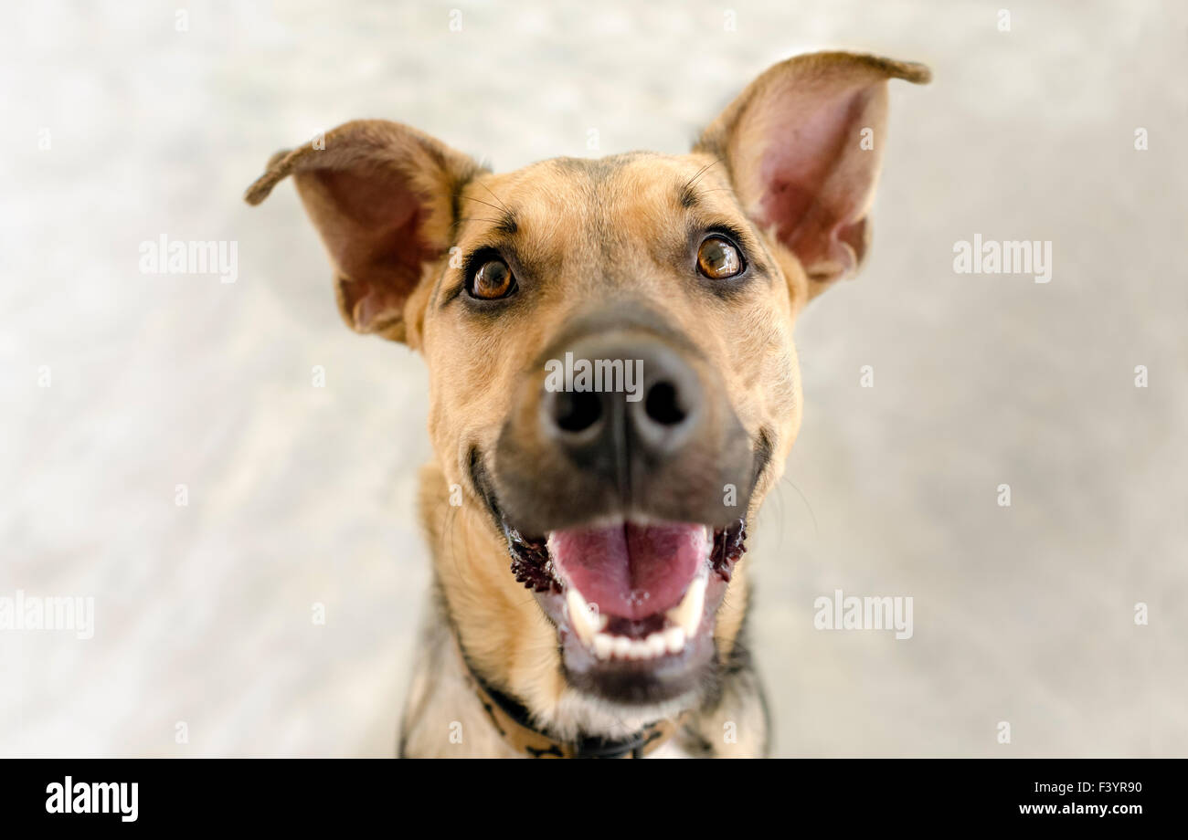 Glücklicher Hund ist eine lustige Schäferhund nachschlagen und ein sehr großes und glückliches Lächeln für die Kamera blinkt. Stockfoto