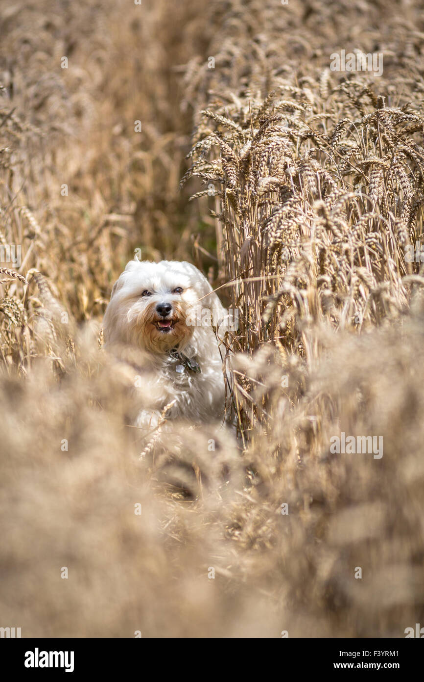 Freude im Kornfeld Stockfoto