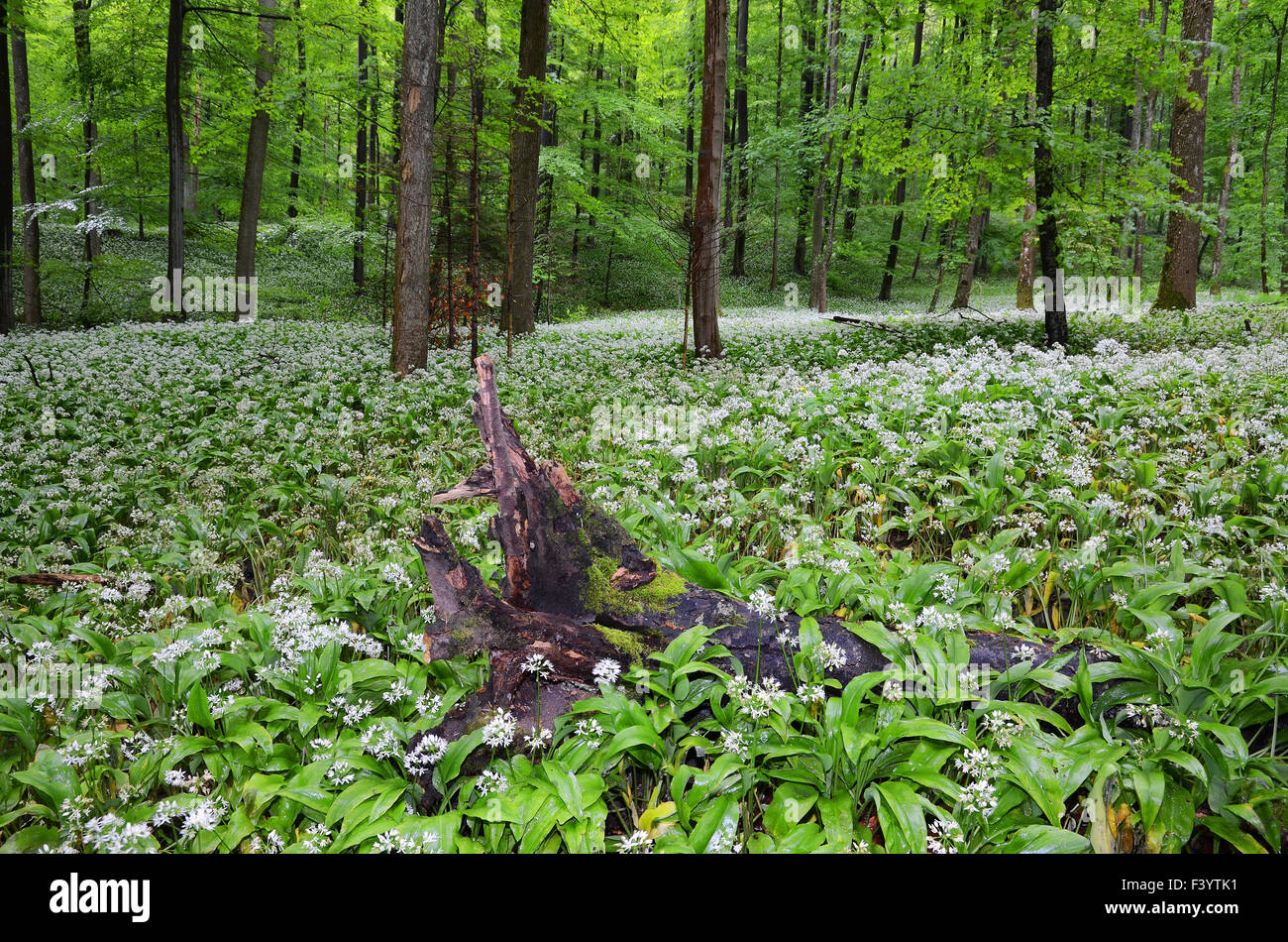 Bärlauch im Frühlingswald Stockfoto