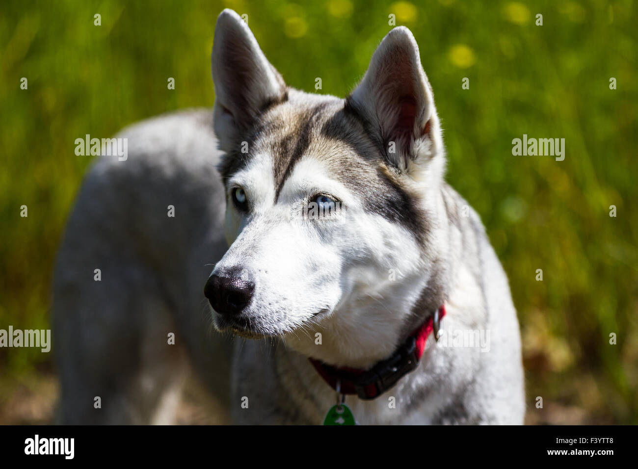 Edler Hund Stockfoto