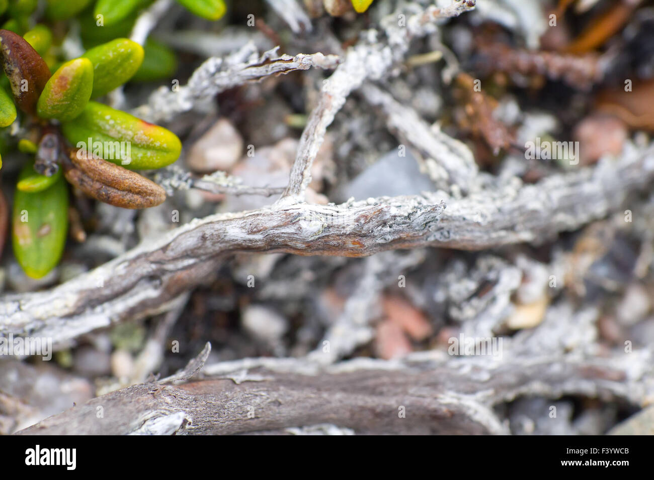 Makrowelt polar Pflanzen die weißen tot trocken. Stockfoto