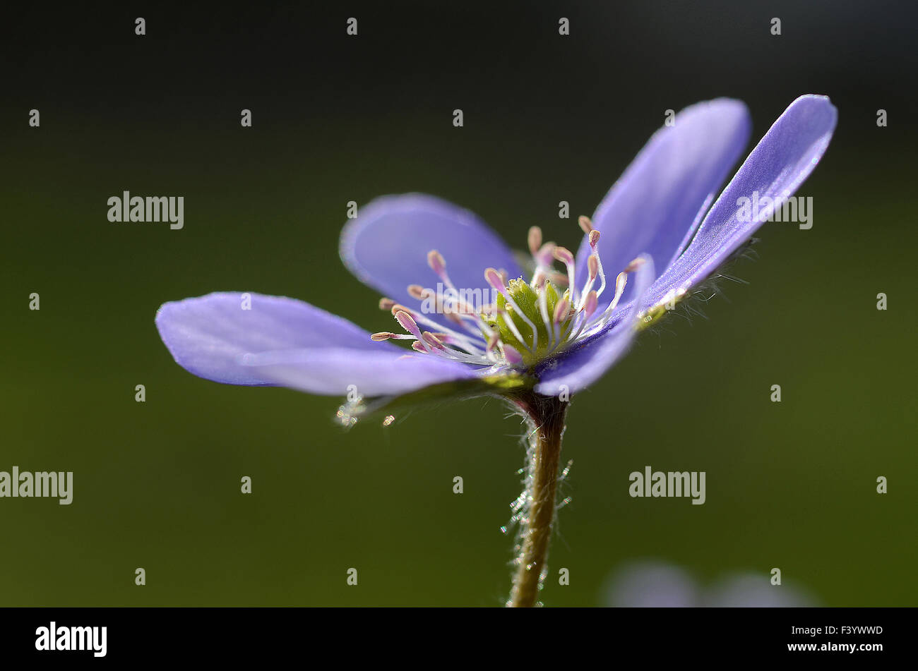 Leber Blume Stockfoto