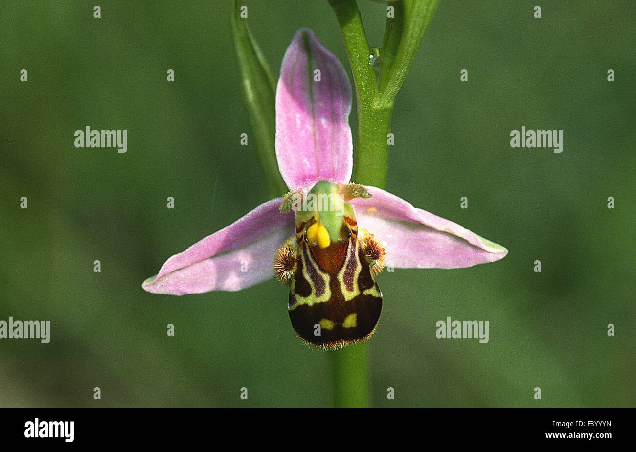 Orchidee, Bienenökologie-Ragwurz Ophrys apifera Stockfoto