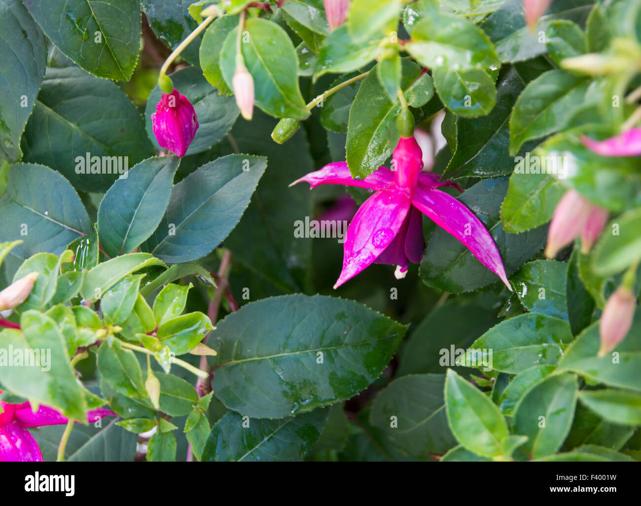 Fuchsia closeup Stockfoto