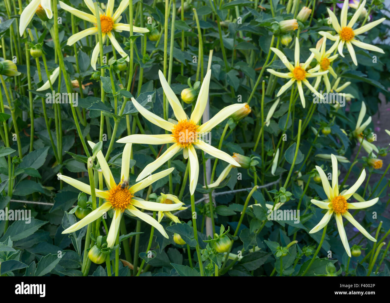 Gelber Stern wie Dahlia Blumen Stockfoto