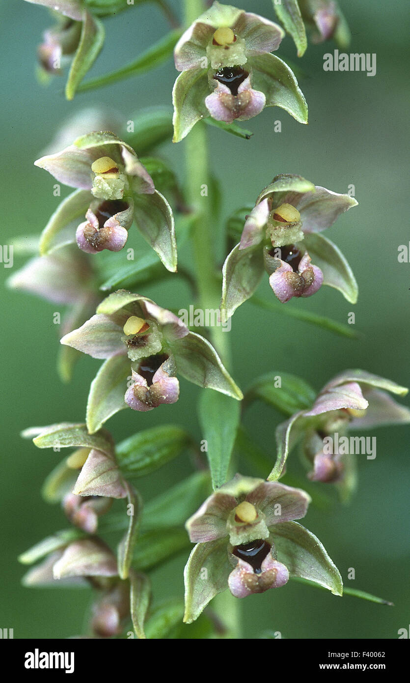 Orchidee Epipactis helleborine Stockfoto