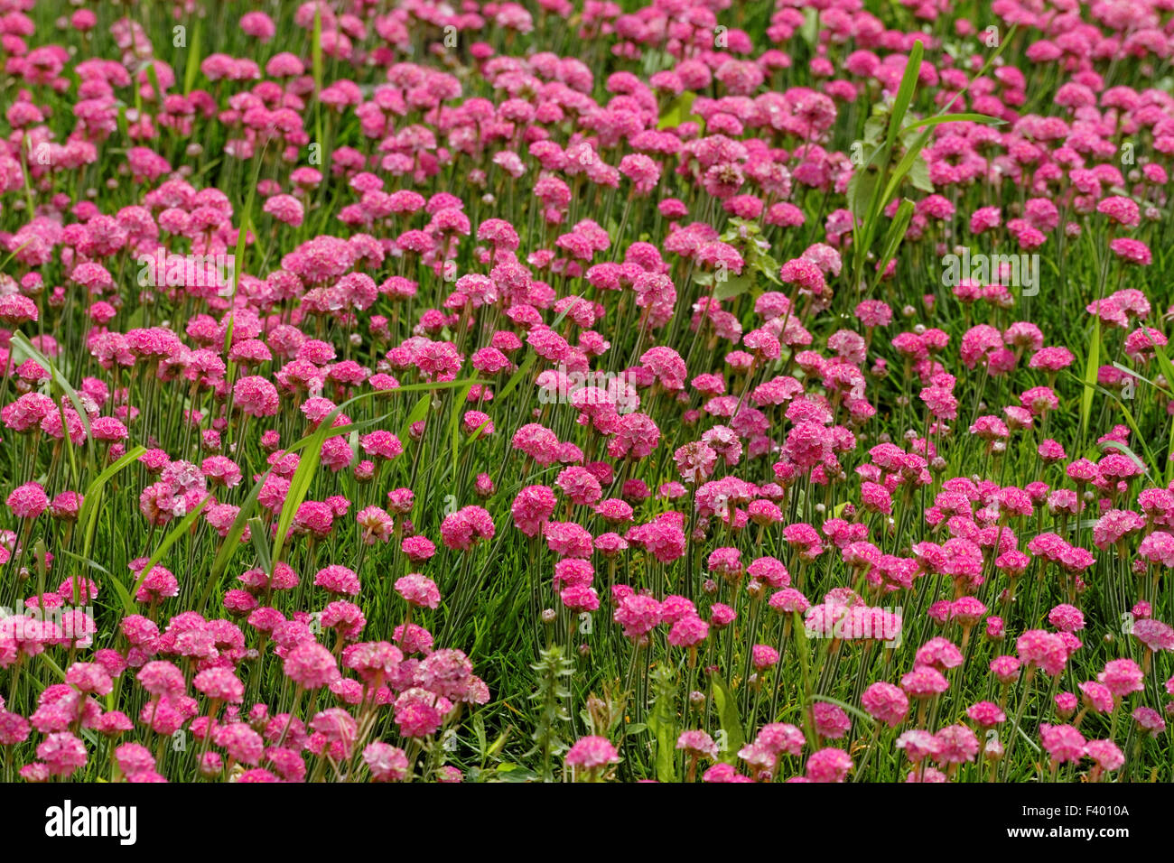 Landschaft des Feldes mit rosa Blumen Stockfoto