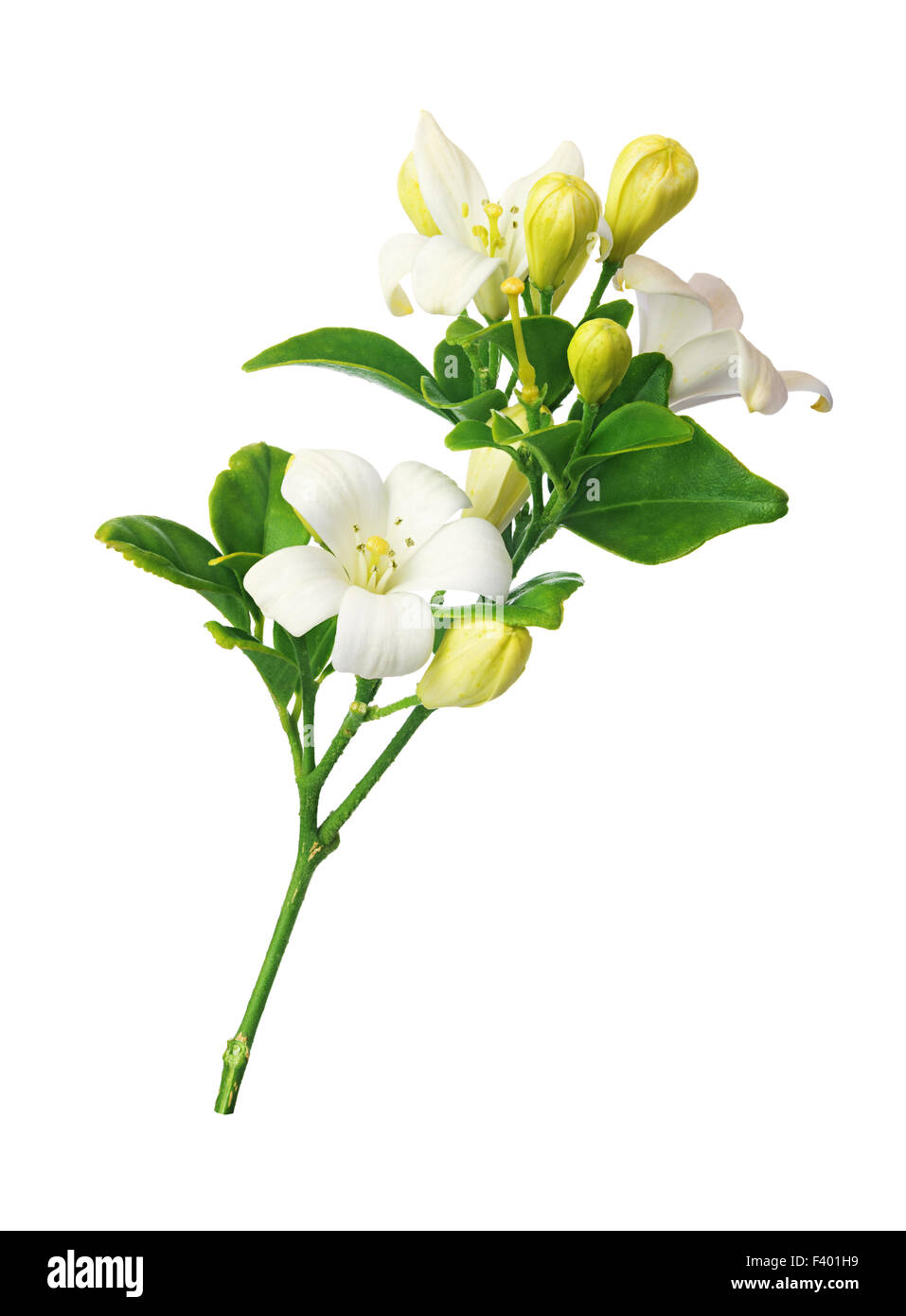 Berg-Granatapfel-Blume Stockfoto