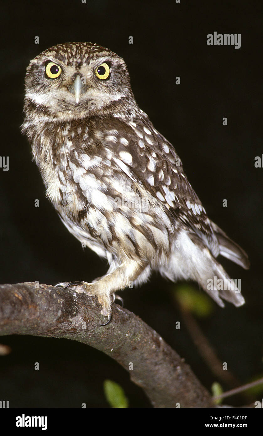 Eule, Eule; Kanincheneule; Stockfoto