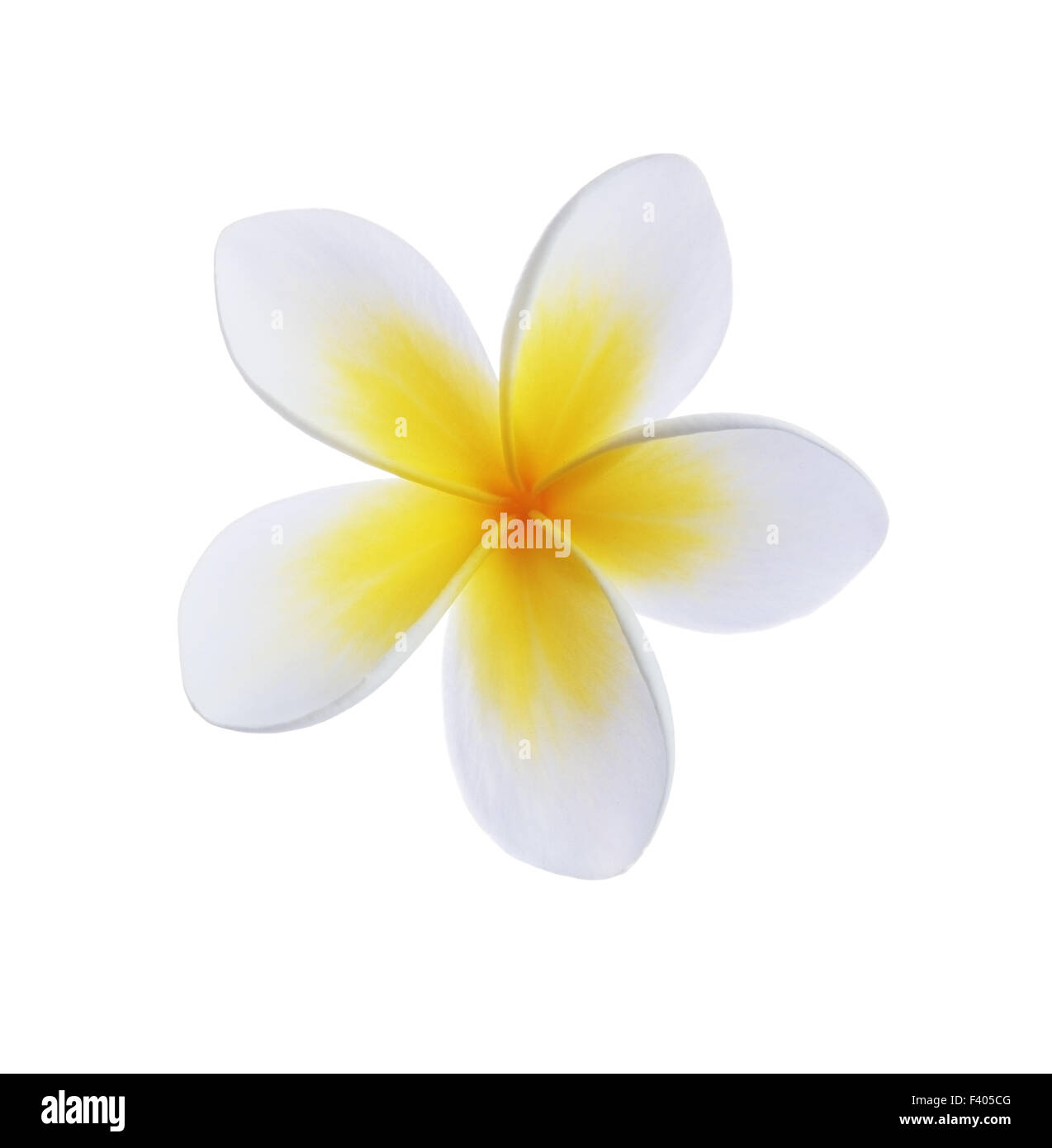 Frangipani Blume Stockfoto