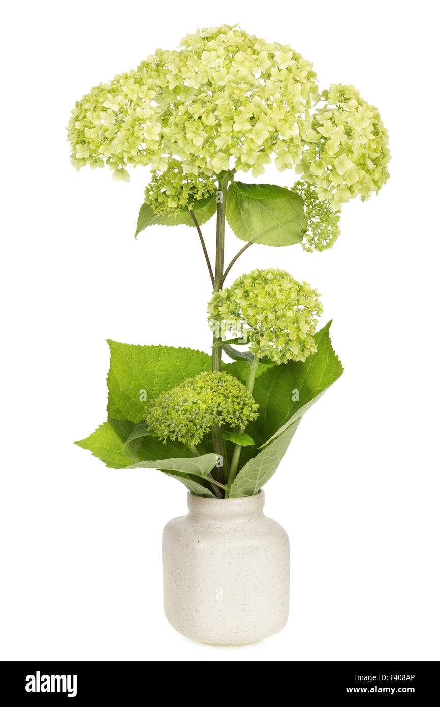 Grüne Blume Konzept Stockfoto