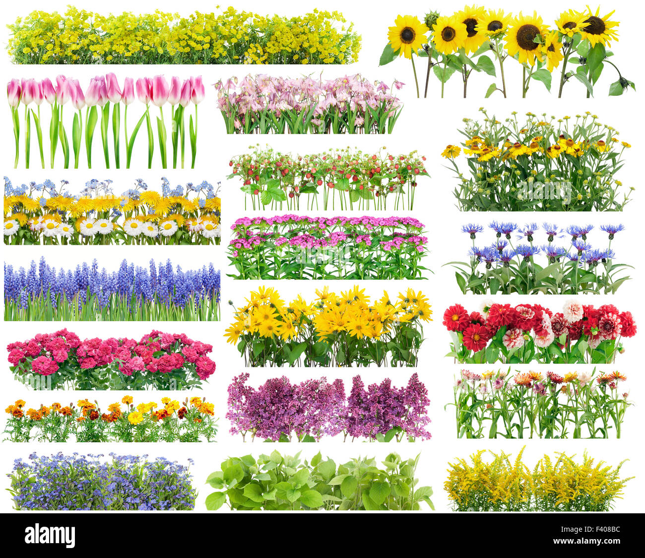 Sommer Blumen Grenzen gesetzt Stockfoto