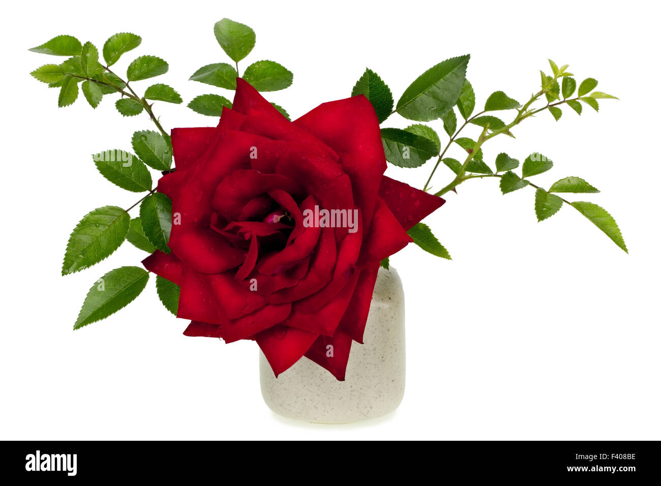 ENA Harkness minimalistisch nass rote rose Stockfoto