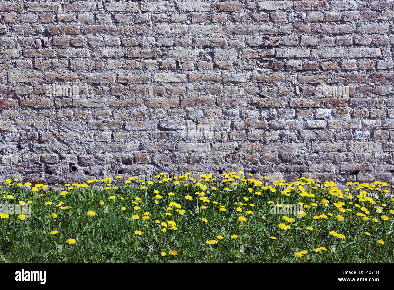 Alte gelbe Ziegel Wand und Löwenzahn Stockfoto