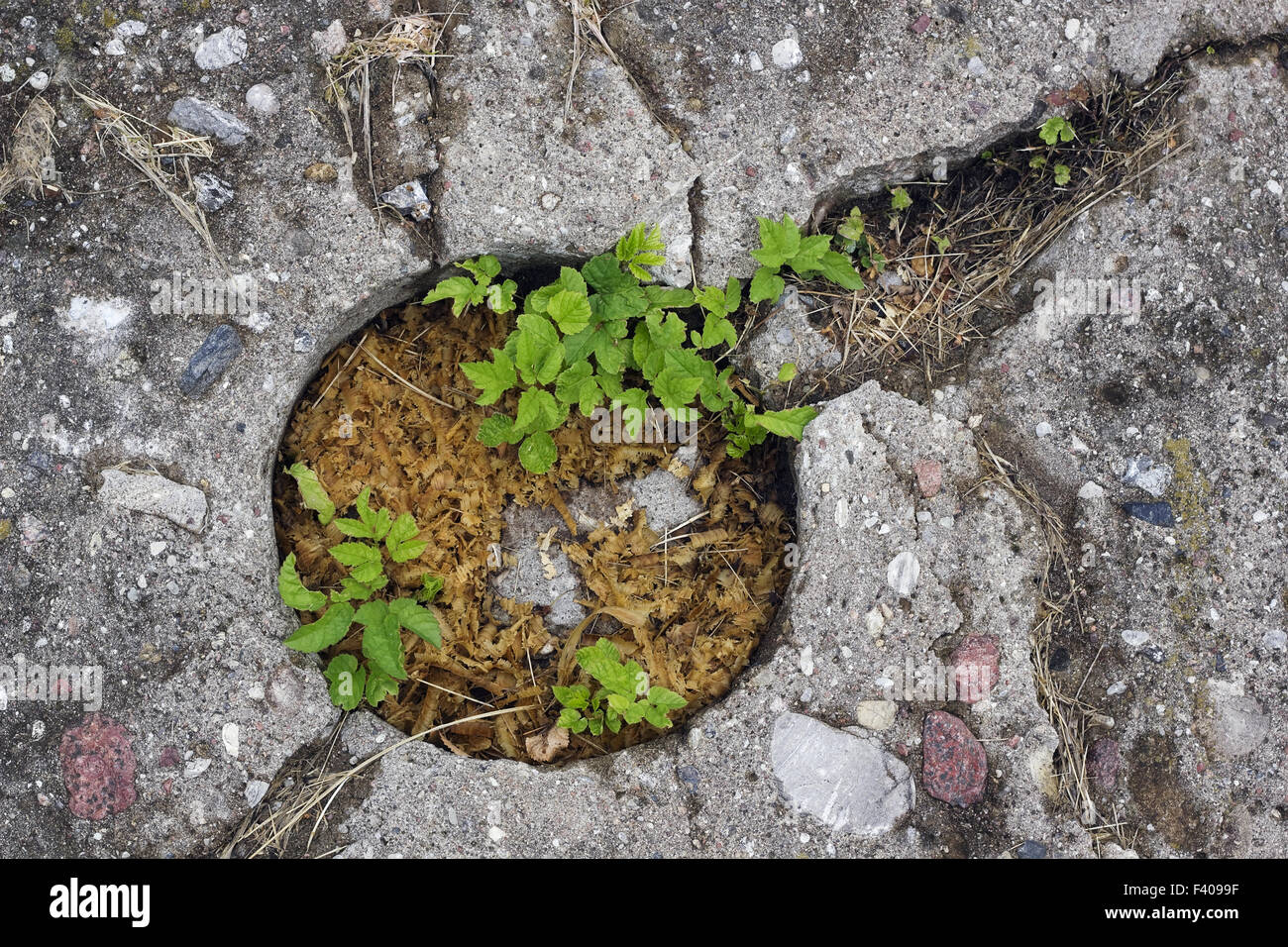Grüner Planet-Konzept Stockfoto
