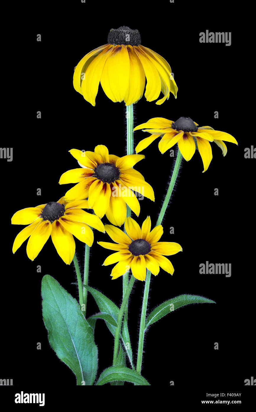 Gelber Sonnenhut auf schwarz. Stockfoto