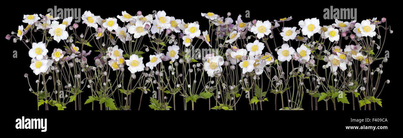 Nacht weiße Blumen auf schwarz Stockfoto