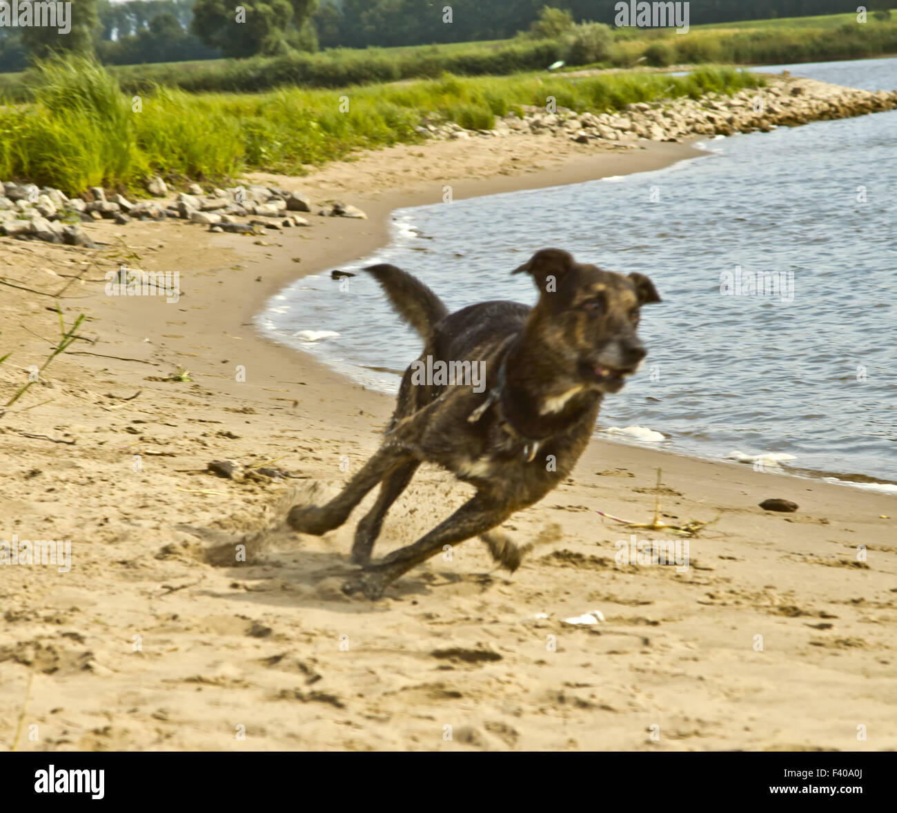 Großer Hund Stockfoto