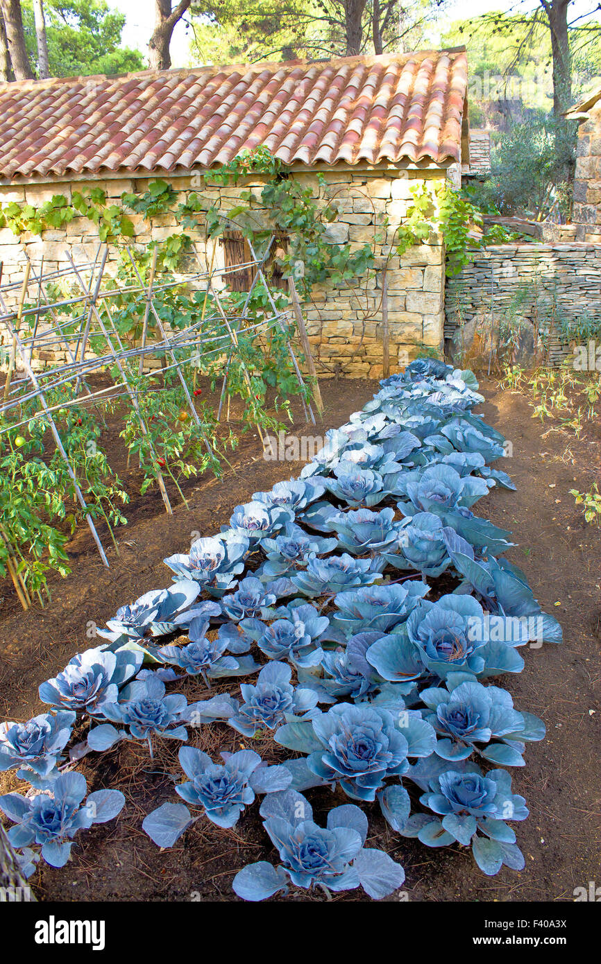 Kohl-Gemüse im Garten Stockfoto