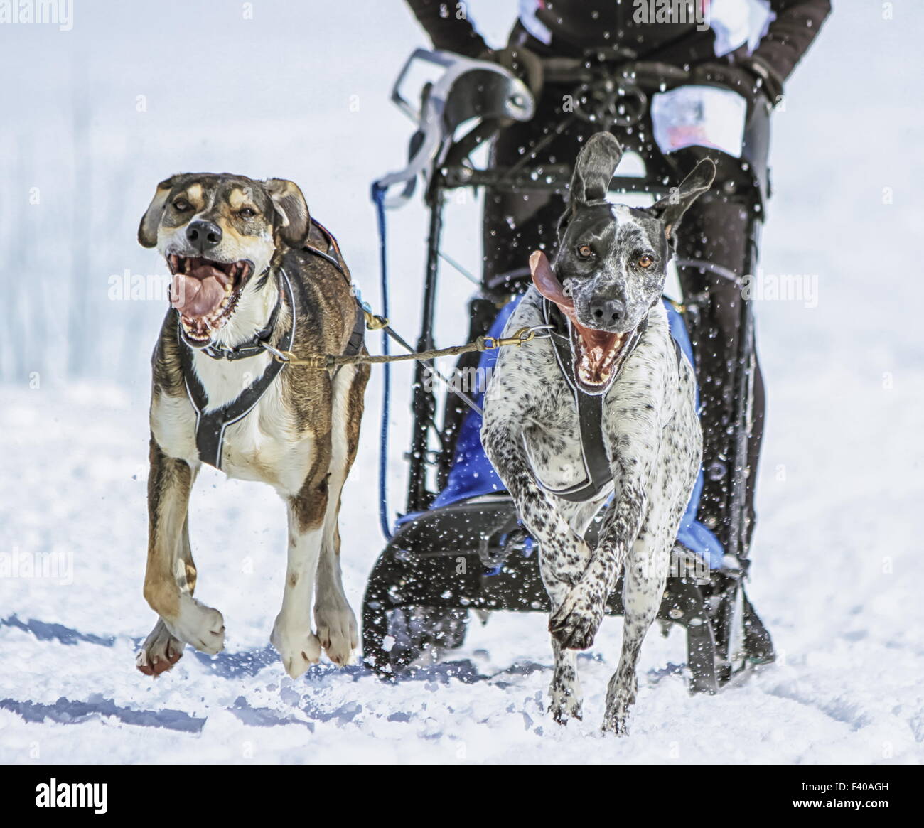 Schlittenhunde in Speed-Rennen, Moos, Schweiz Stockfoto