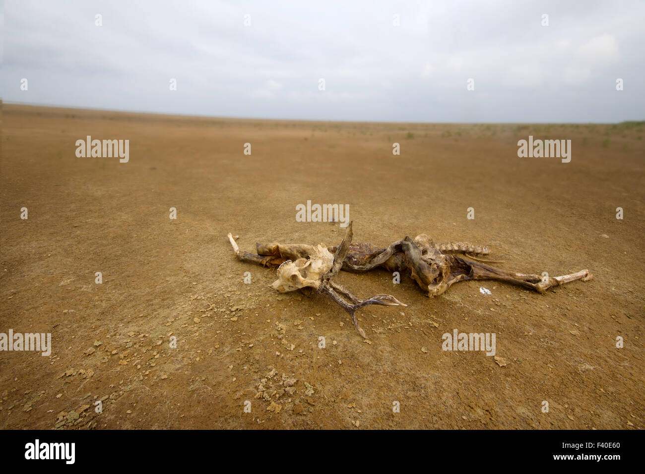 Totes Tier unter Sand und Trockenheit Stockfoto