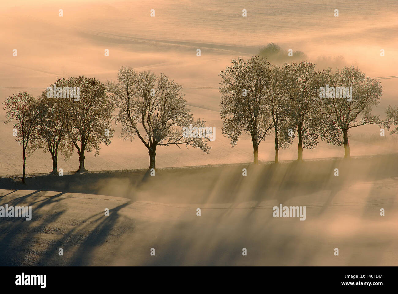 Nebel; Landschaft; Morgenlicht; Stimmung; Winter; Stockfoto