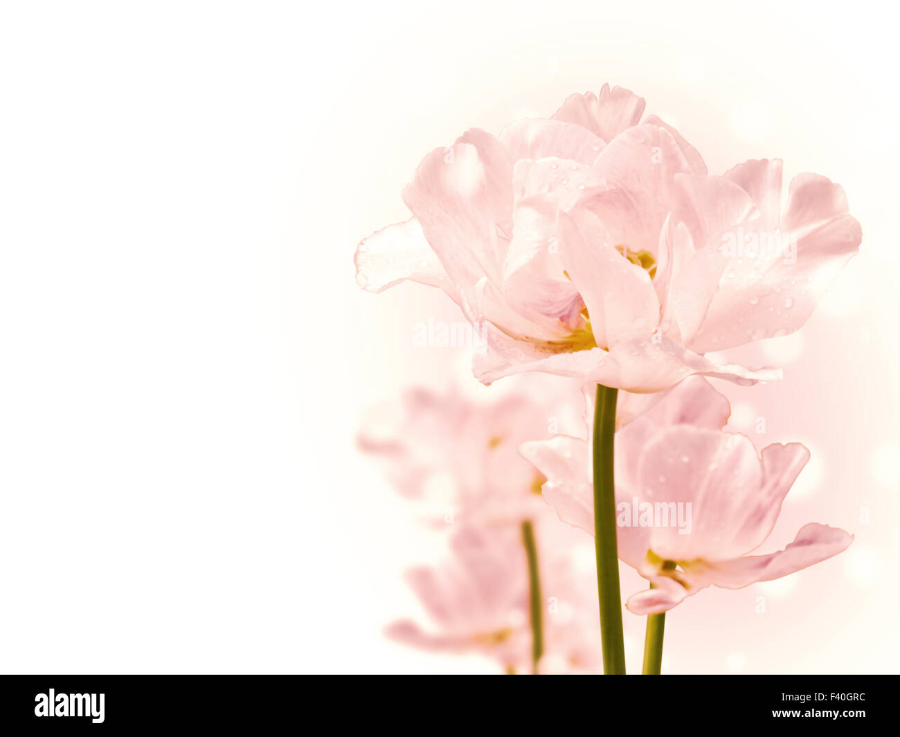 Reinheit-Blumen Stockfoto