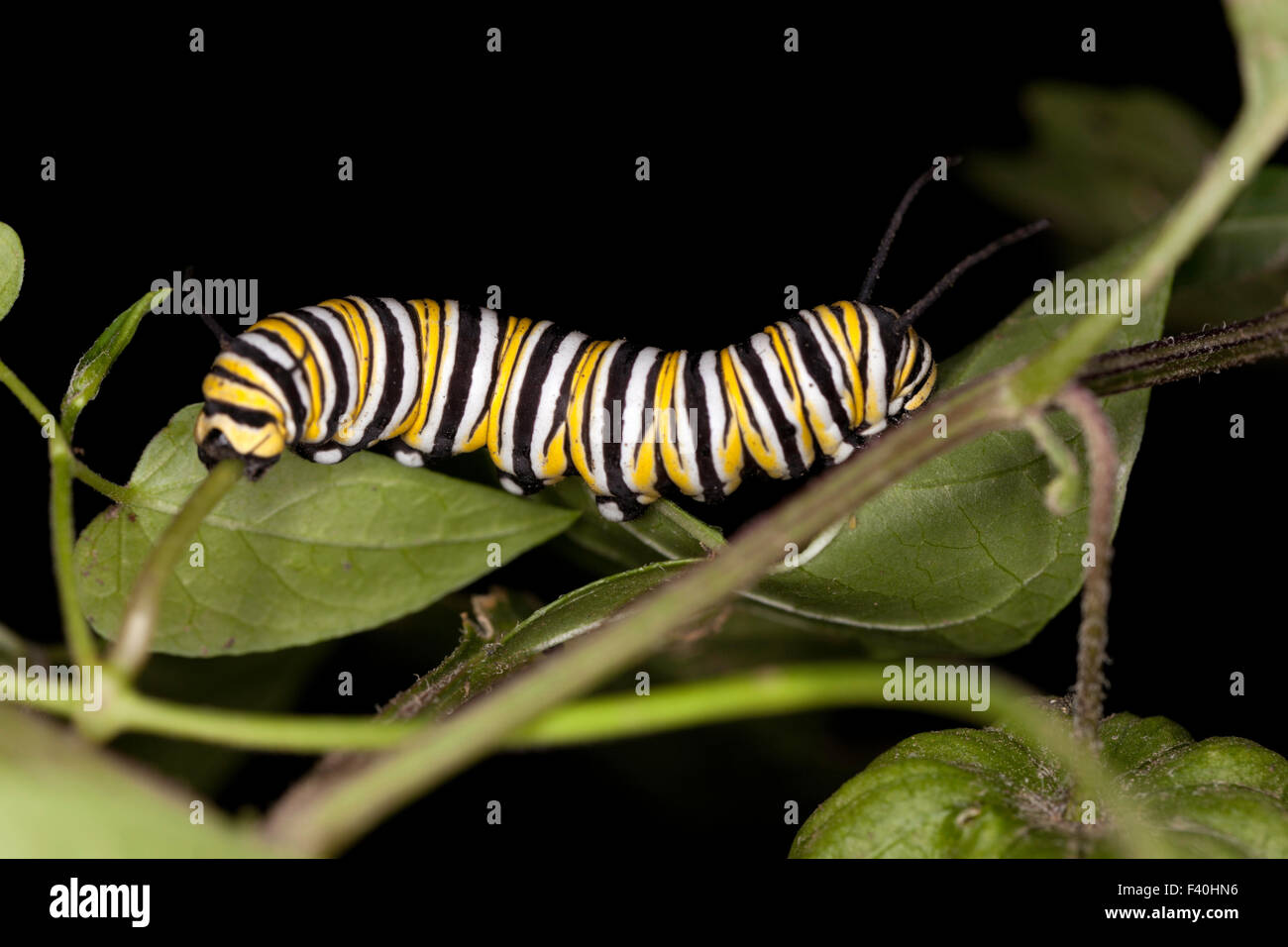 Eine Monarch Raupe kriecht auf einige grüne Blätter. Stockfoto