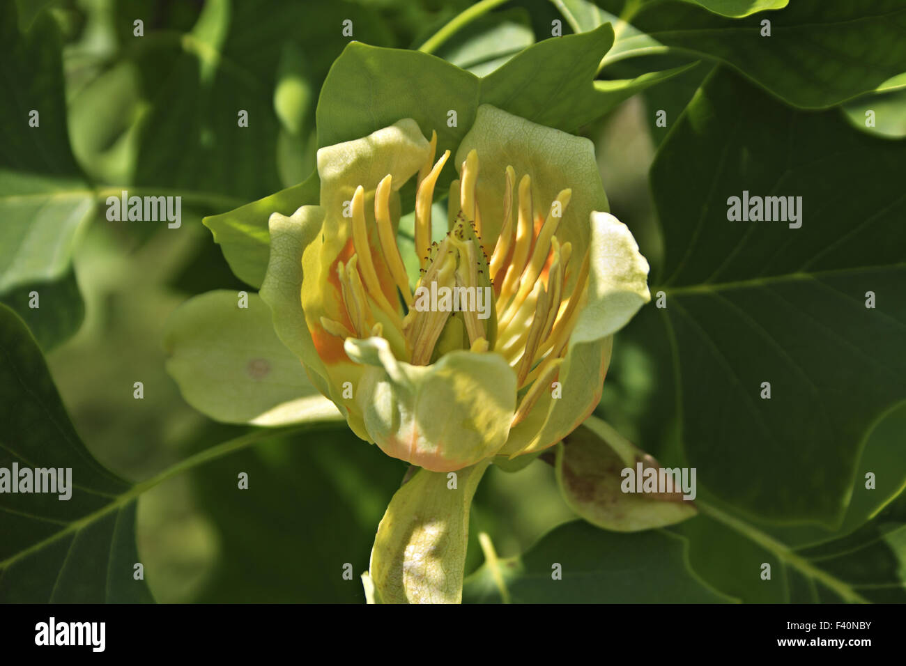 Tulpenbaum (Liriodendron Tulipifera) Stockfoto