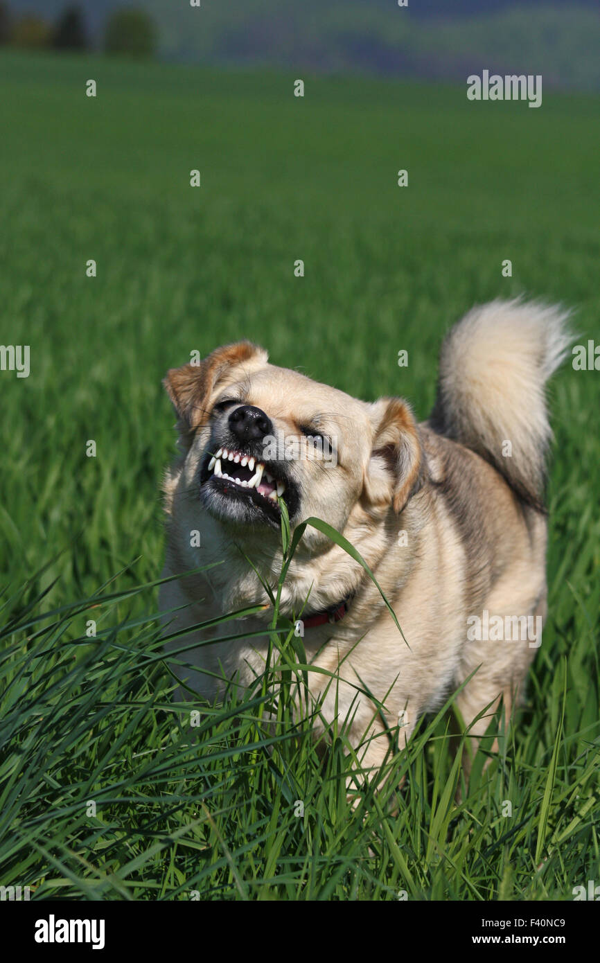 Hund Essen grass Stockfoto