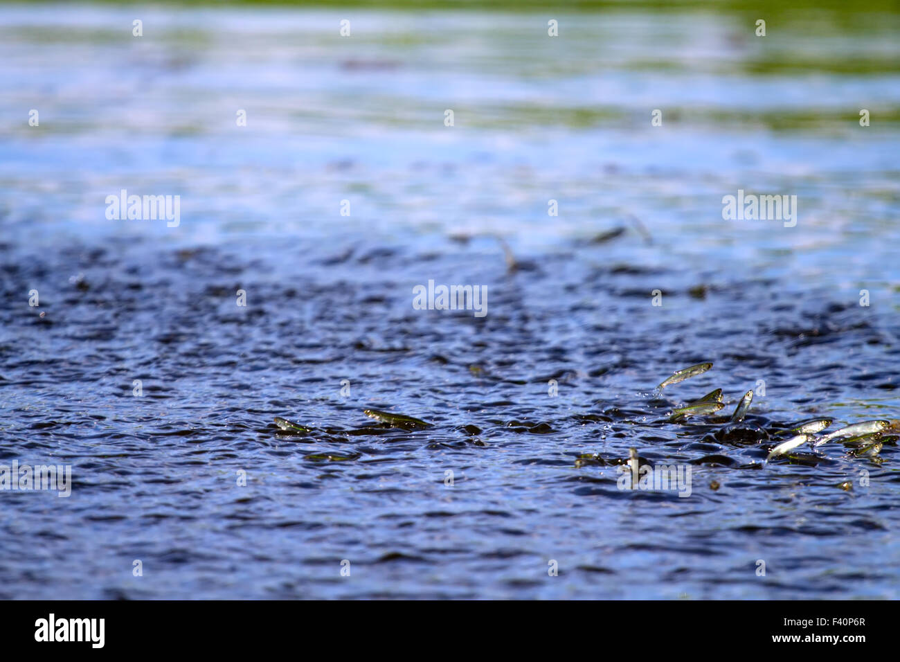 Jungfische springt aus dem Wasser Stockfoto