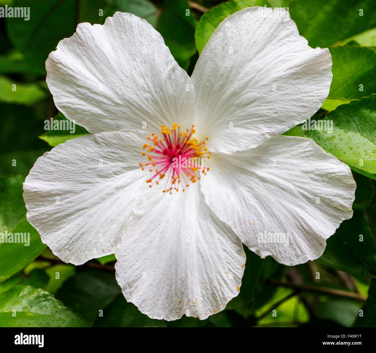 Hibiskus; Weiße Hibiscus; Malvaceae; Kalapaki Bay; Kauai; Hawaii; USA Stockfoto