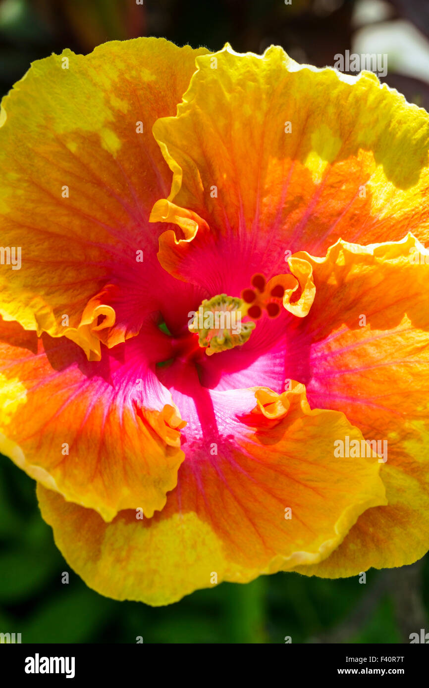 CHINESISCHEN HIBISKUS; Hula-Mädchen; HIBISKUS ROSA; Kalapaki Bay; Kauai; Hawaii; USA Stockfoto