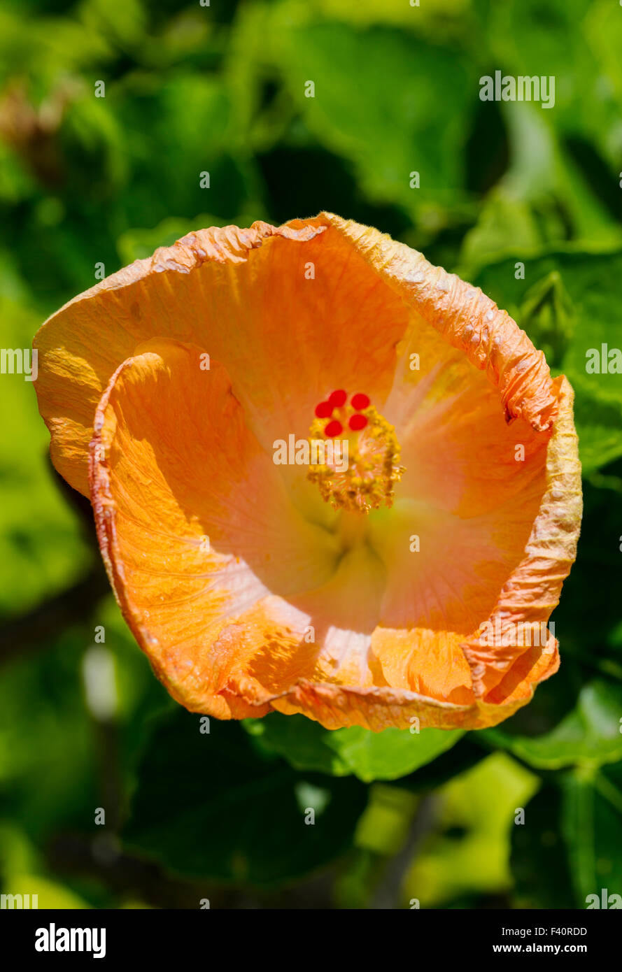 CHINESISCHEN HIBISKUS; Hula-Mädchen; HIBISKUS ROSA; Kalapaki Bay; Kauai; Hawaii; USA Stockfoto
