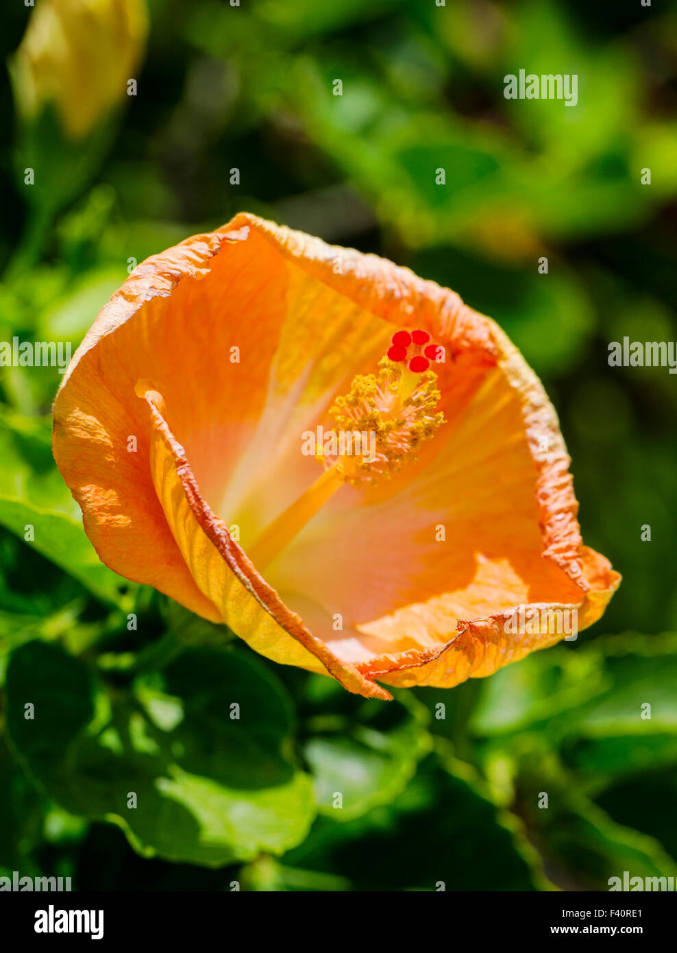 CHINESISCHEN HIBISKUS; Hula-Mädchen; HIBISKUS ROSA; Kalapaki Bay; Kauai; Hawaii; USA Stockfoto