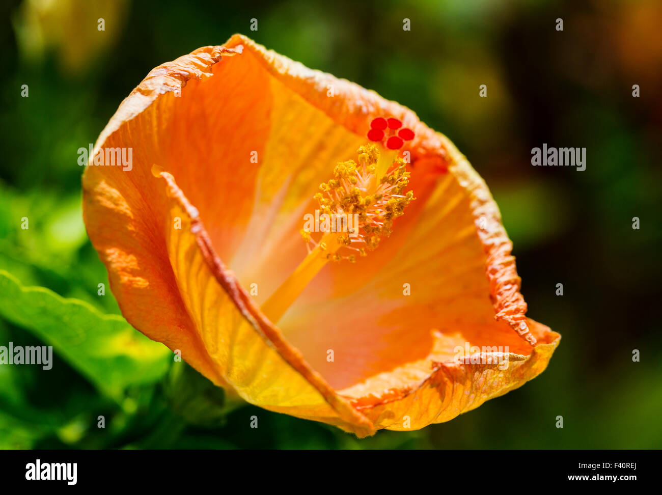 CHINESISCHEN HIBISKUS; Hula-Mädchen; HIBISKUS ROSA; Kalapaki Bay; Kauai; Hawaii; USA Stockfoto